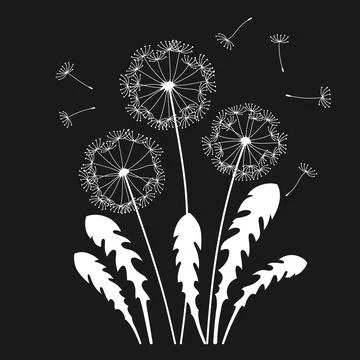 Dandelion flying seeds engraved card stylized plant etching template design Stock Illustration