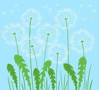 Dandelion flying seeds meadow simple summer illustration flower plant nature Stock Illustration