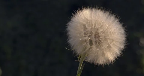 Dandelion with flying umbrellas in sunlight Stock Footage 112385532