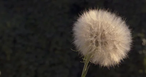 Dandelion with flying umbrellas in sunlight Stock Footage 112385751