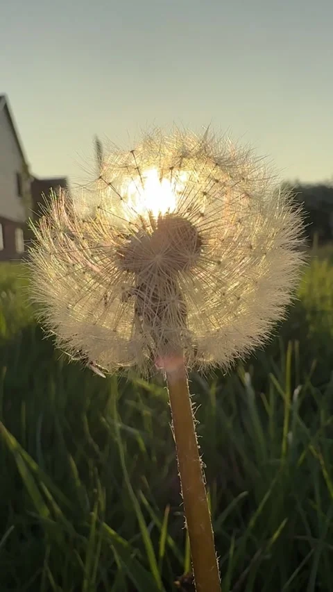 Dandelion in Focus During Sunset in the UK Stock Footage 308042103