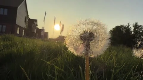 Dandelion in Focus During Sunset in the UK Stock Footage 308042106
