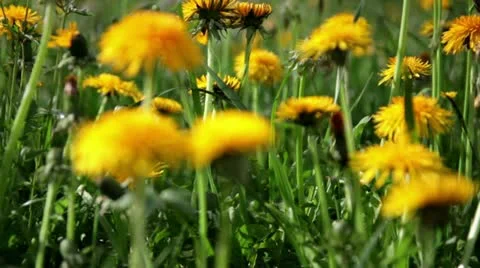 Dandelion focused Video stock 10912296