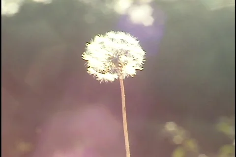 Dandelion Stock Footage 297342