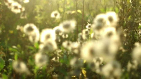 Dandelion Stockbeeldmateriaal 526735