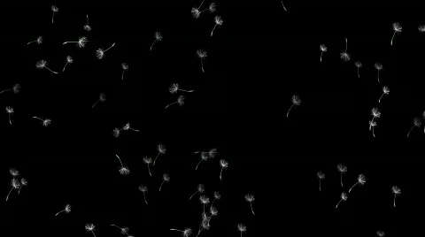 Dandelion Stock Footage 670747