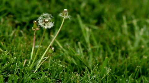 Dandelion Stock Footage 693882