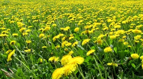 Dandelion Stock-Footage 703811