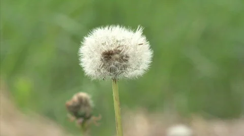 Dandelion Видео 731733