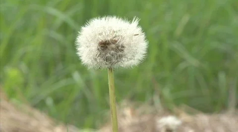 Dandelion Видео 731740