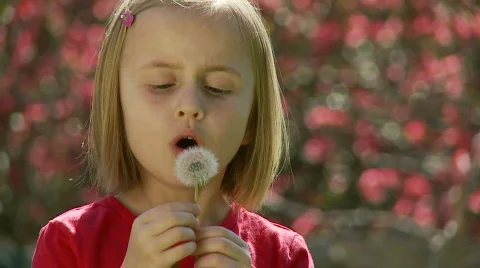 Dandelion Stock-Footage 845105