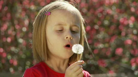 Dandelion Stock Footage 845106