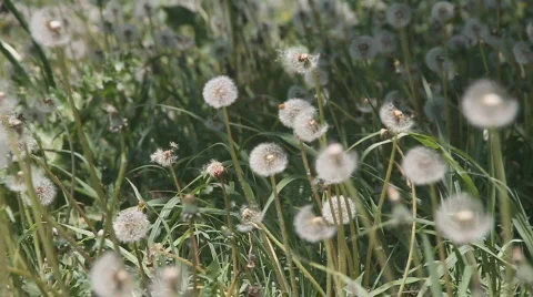 Dandelion Stock Footage 848459