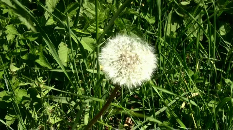 Dandelion Stock Footage 858318
