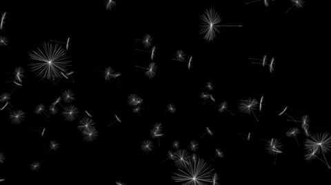 Dandelion Stock-Footage 884355