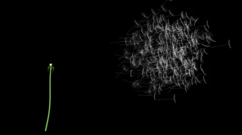 Dandelion Stock-Footage 884368