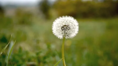 Dandelion. Stock Footage 886669