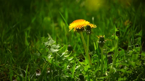 Dandelion Video stock 957328