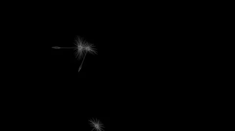 Dandelion Stock Footage
