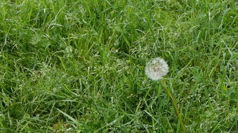 Dandelion 스톡 동영상 5298165
