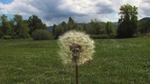 Dandelion Stock Footage 5872382