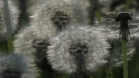 Dandelion Stock Footage 6109706
