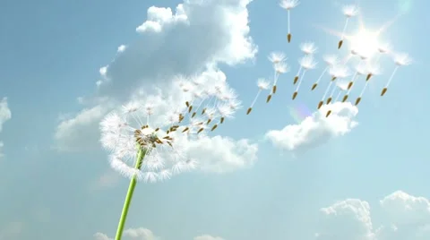 Dandelion Video stock 8797298