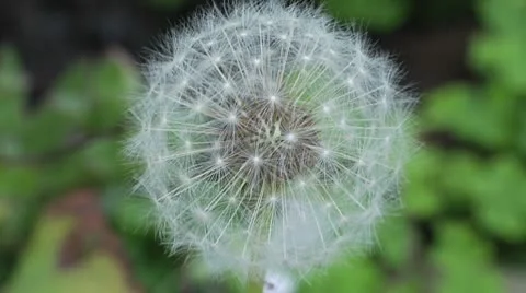 Dandelion Vídeo Stock 8930535