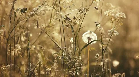 Dandelion Stock-Footage 8995982