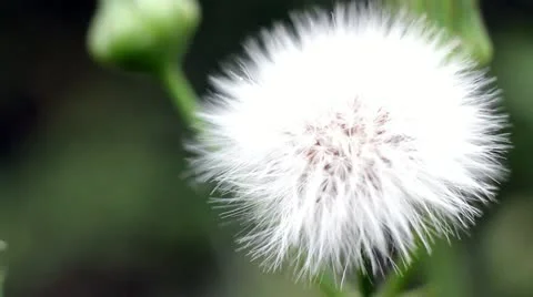 Dandelion Video stock 10893198