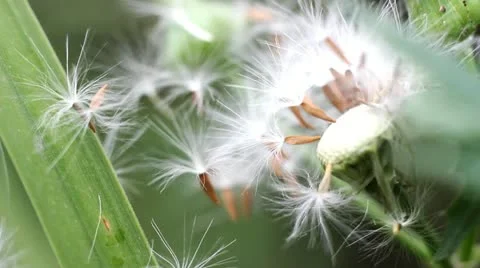 Dandelion Video stock 10893217