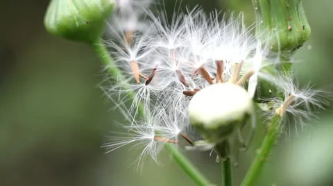 Dandelion Video stock 10893243