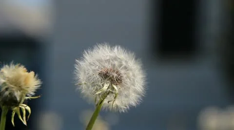 Dandelion 動画素材 10896847