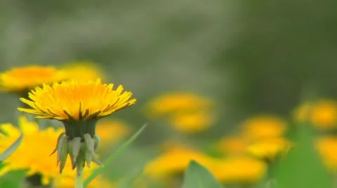 Dandelion Video stock 11015004