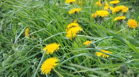 Dandelion Stock Footage 11023325
