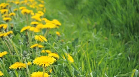 Dandelion Stock Footage 11023375