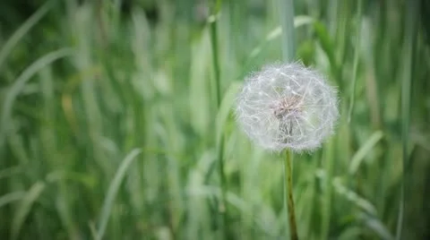Dandelion Video stock 11128850
