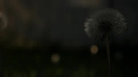 Dandelion Stock Footage 11240659