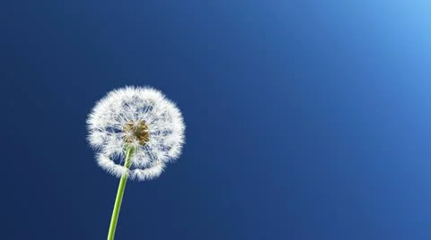 Dandelion 動画素材 11425338