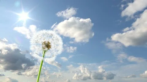 Dandelion 스톡 동영상 11425381