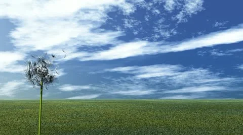 Dandelion Video stock 21367415