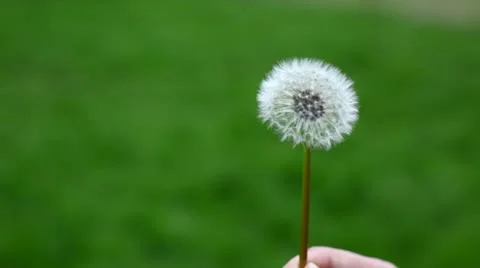 Dandelion Stock Footage 22178174