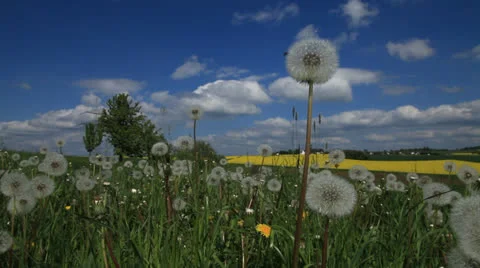 Dandelion Stock Footage 23600766