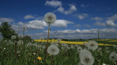 Dandelion 库存影片 23600911