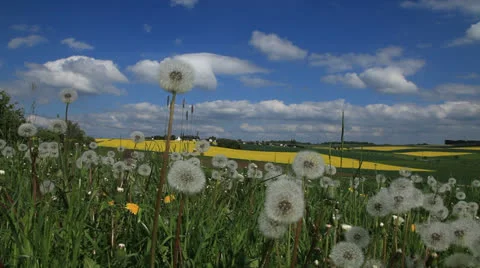 Dandelion 库存影片 23601538