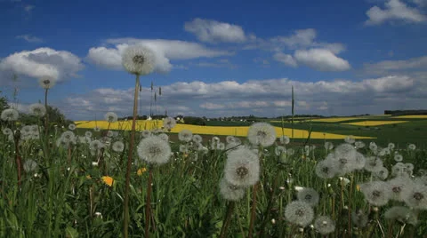 Dandelion 库存影片 23601782