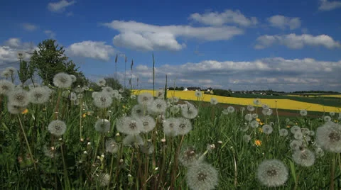 Dandelion 库存影片 23602158