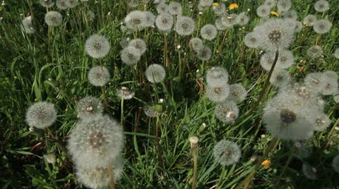 Dandelion 库存影片 23602548