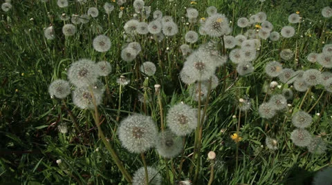 Dandelion 库存影片 23603016