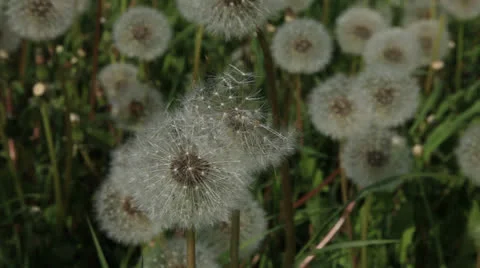 Dandelion 库存影片 23603316